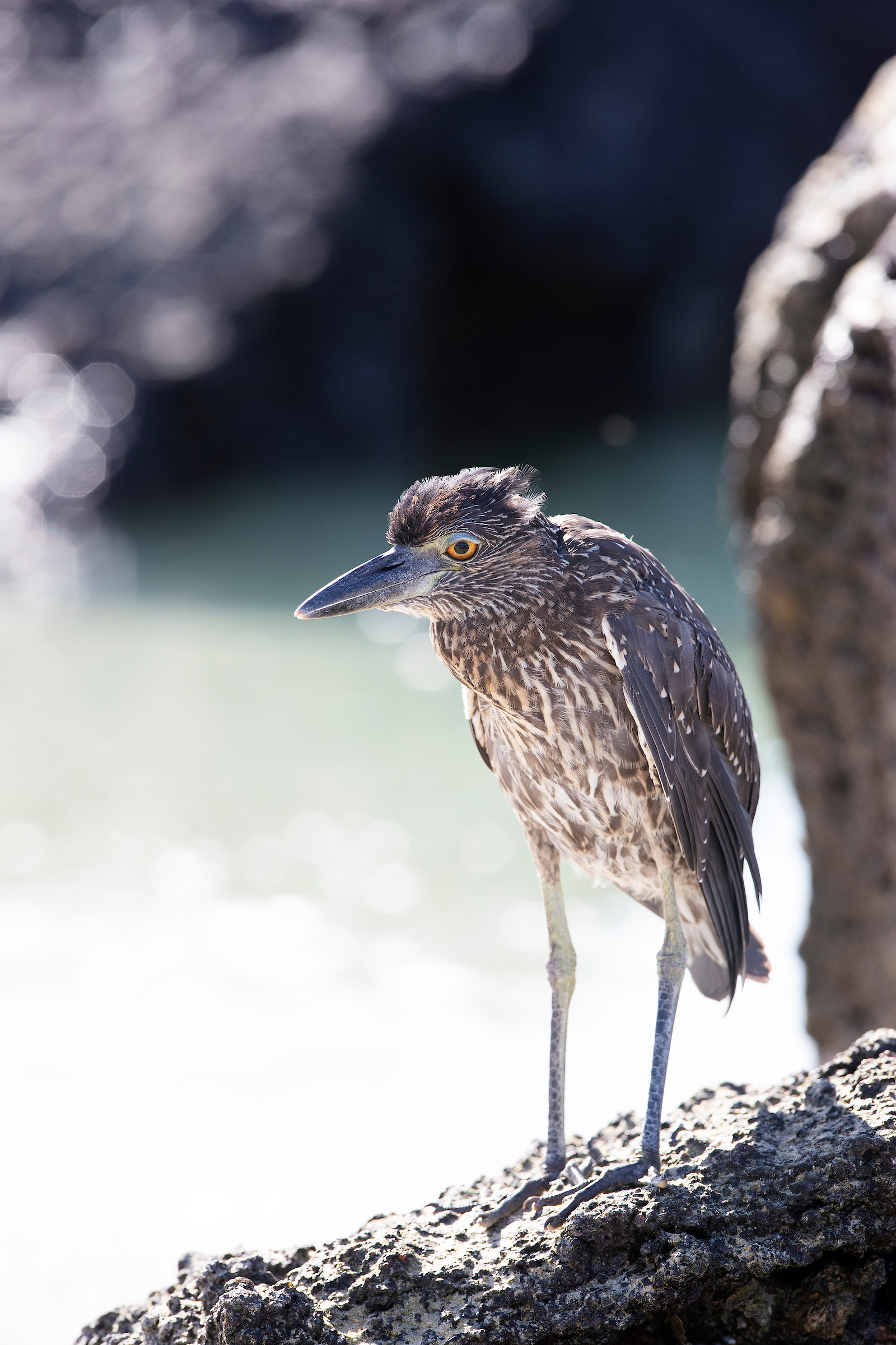 Silversea Cruises - Silver Moon - Environmentally Conscious Environment 6.jpg